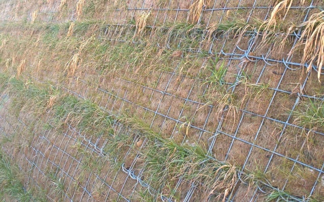 Terminál na R1 - Beladice, strome zbocze z gruntu zbrojonego