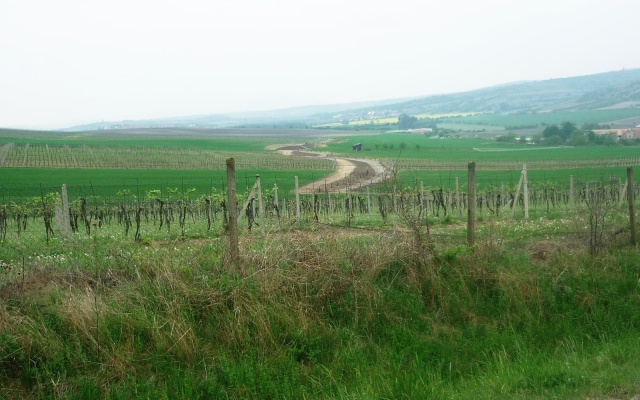 Zbiorczy rów odprowadzający na Holém kopci w Kobylí