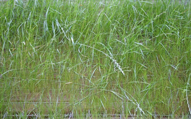 Wysokie oddzielenie drogi i ścieżki rowerowej stromym zboczem w Prášilech na Szumawie