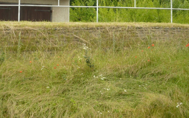 Rekonstrukcja ulicy Kapetova w Dačicach